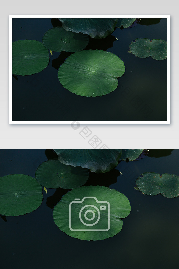 夏季节气荷叶暗色调高清摄影图