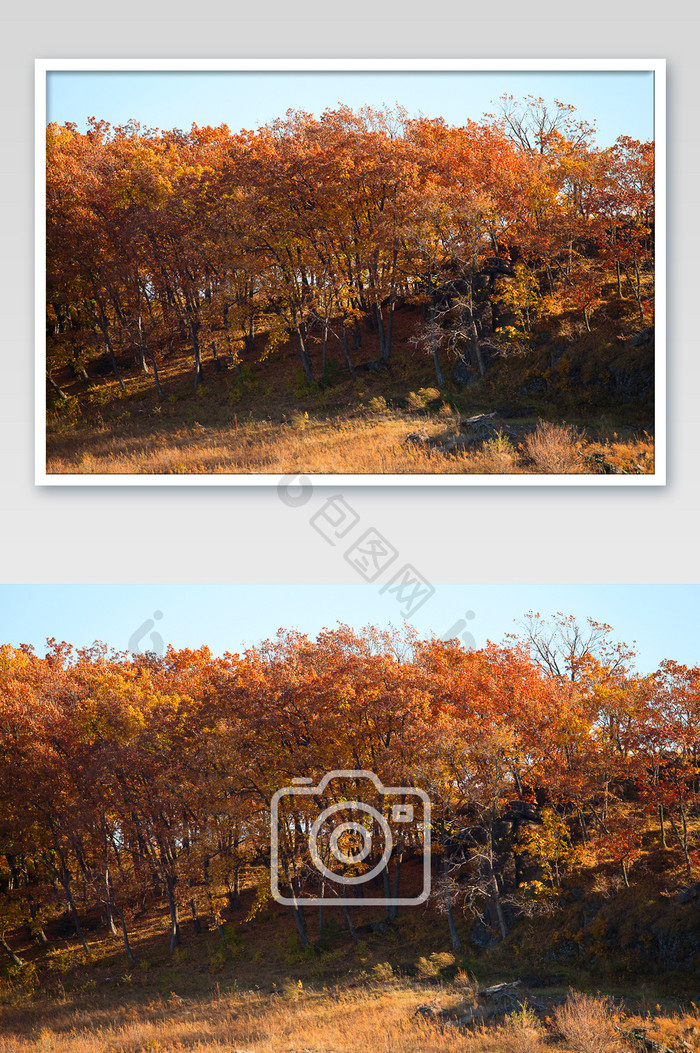大自然满山红叶摄影图片