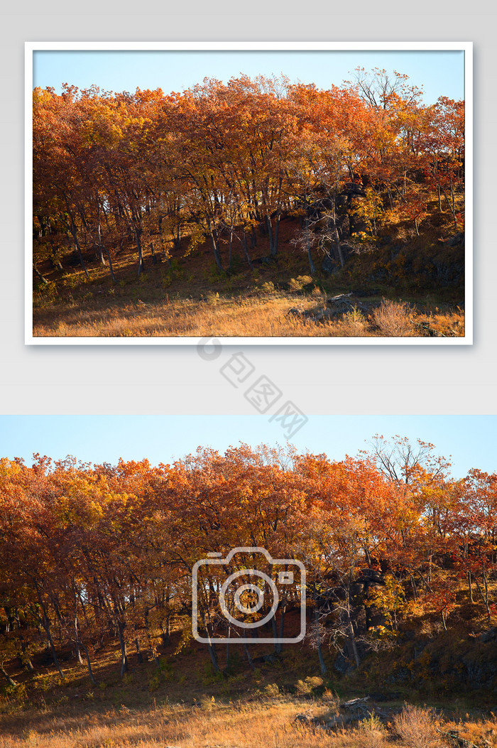 大自然满山红叶摄影图片