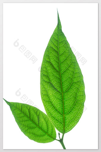 树叶纹路