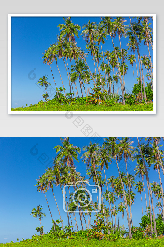 东南亚海滩椰树摄影图片