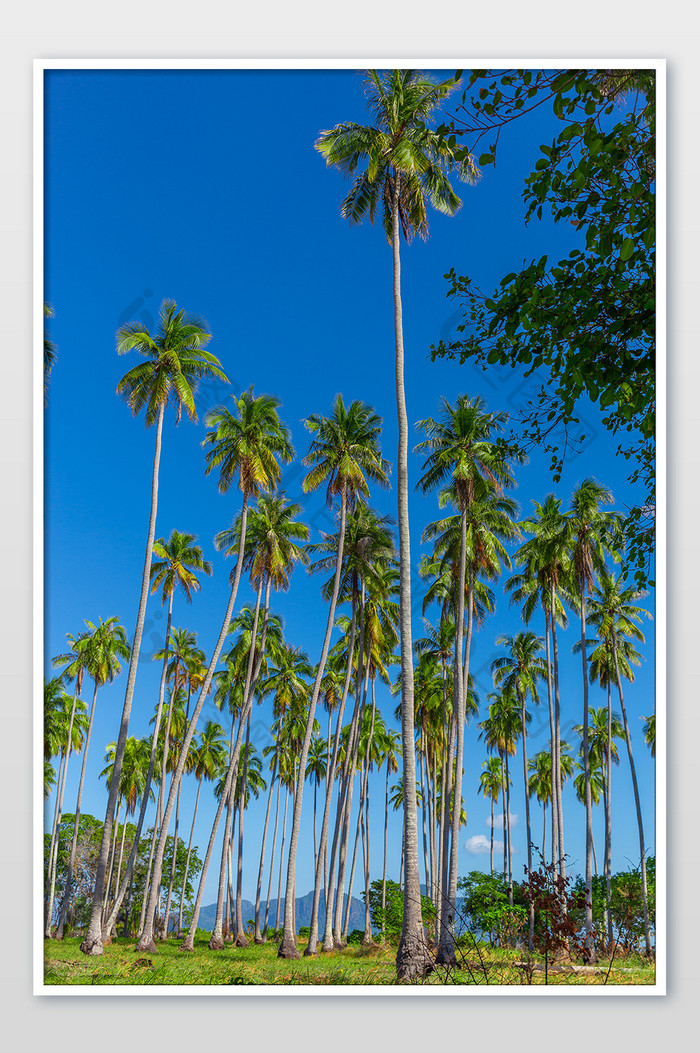 东南亚沙巴海滩椰树摄影图片
