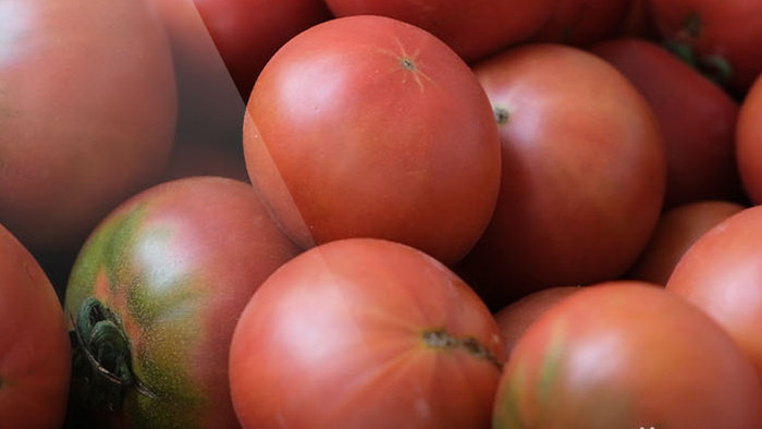 高清实拍红彤彤新鲜采摘的西红柿