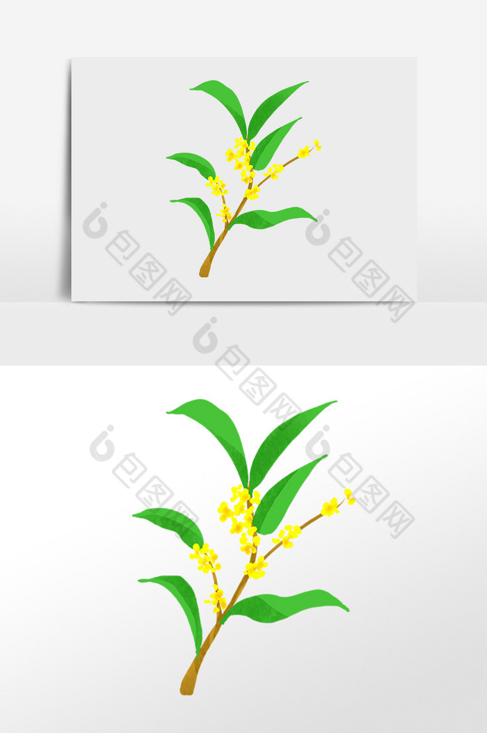 植物桂花花枝插画图片图片