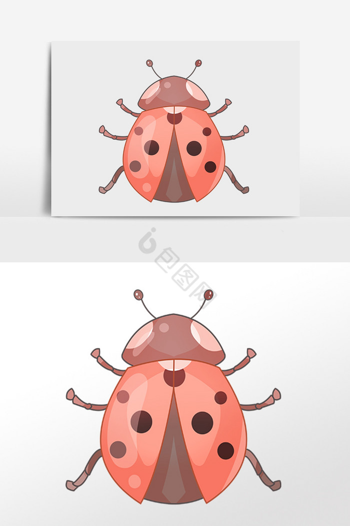 昆虫七星瓢虫插画图片