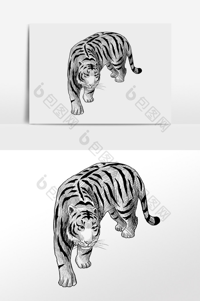 手绘线描野生动物老虎插画