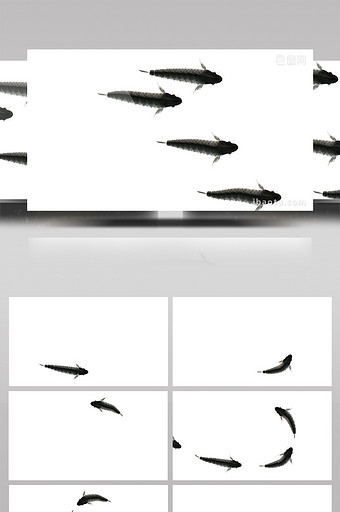 4组带通道水墨鱼游动视频素材图片