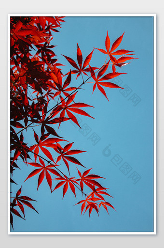 清新红色枫叶摄影图片