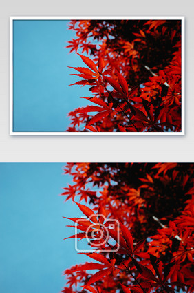 蓝天下的枫叶摄影图