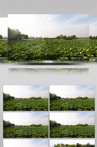 大气4k济南大明湖大片荷花广角拍摄图片