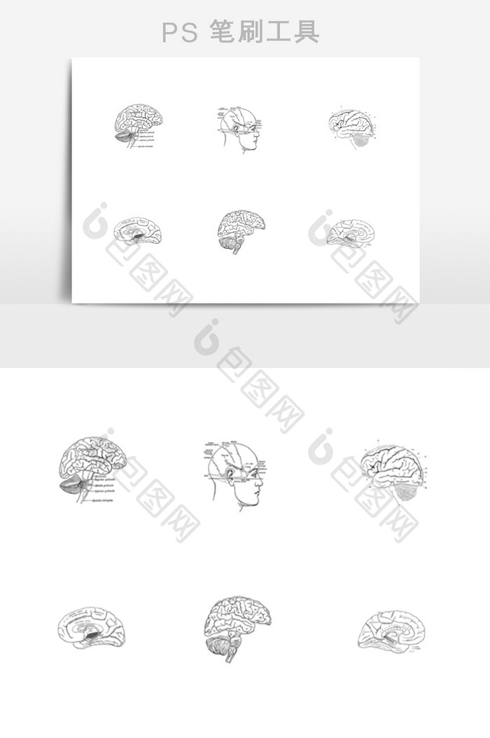 大脑解刨脑结构笔刷