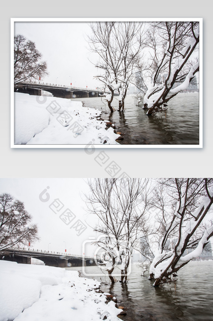 雪中树木摄影图片