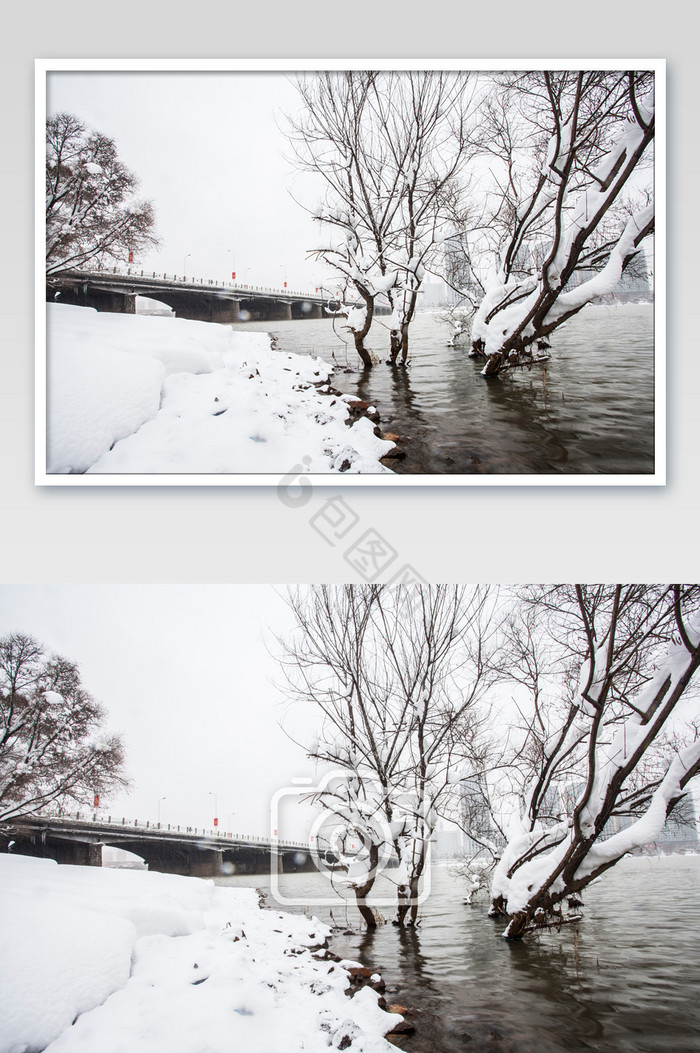 雪中树木摄影图片