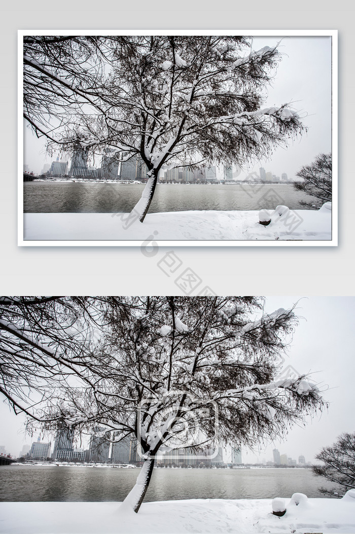 江景雪中松树摄影图片