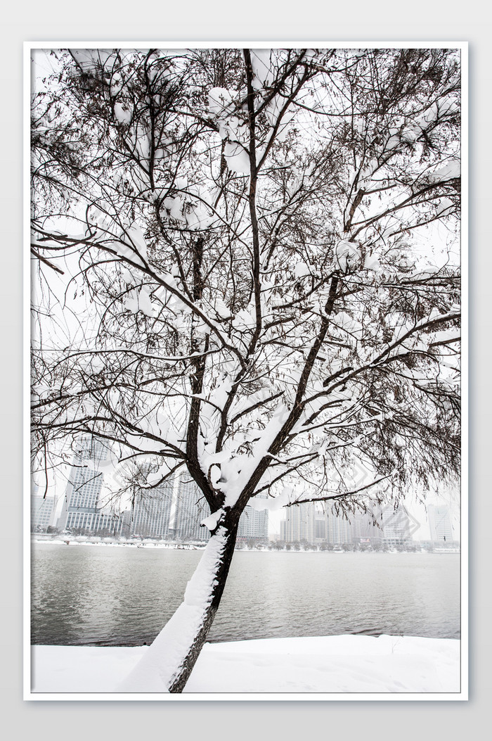 雪中树木雾凇摄影图片