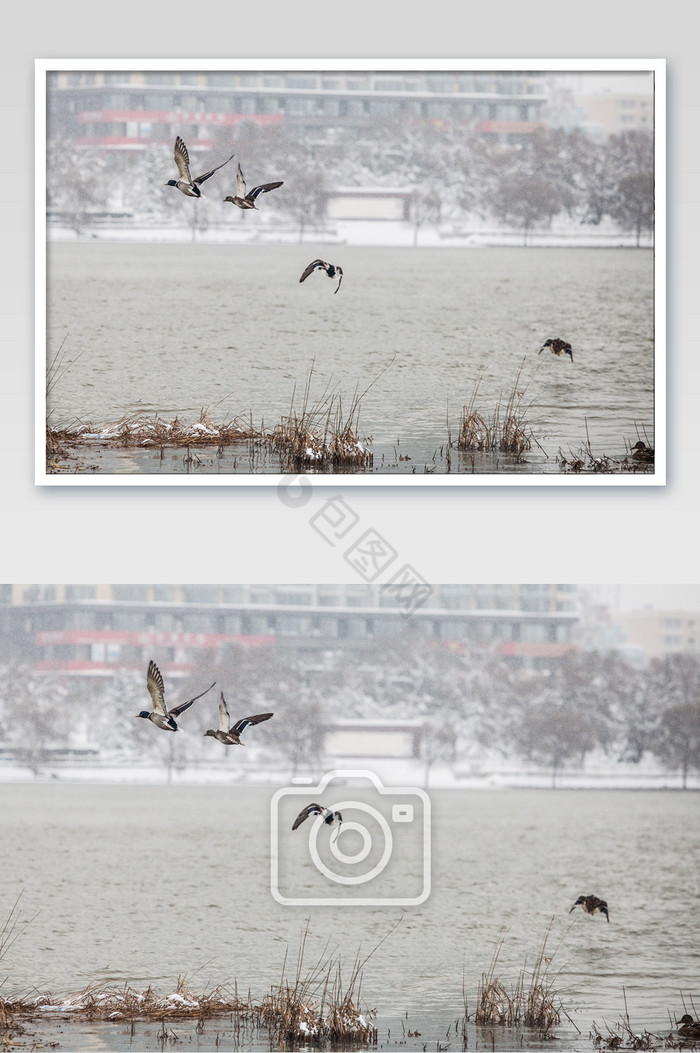 冬季候鸟飞行摄影图片