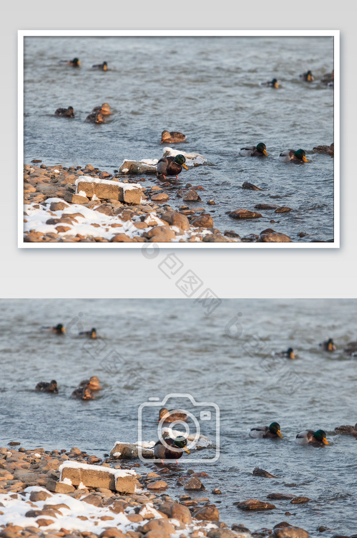 生态野鸭水中摄影图片