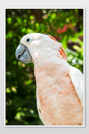 清新可爱鹦鹉摄影图图片