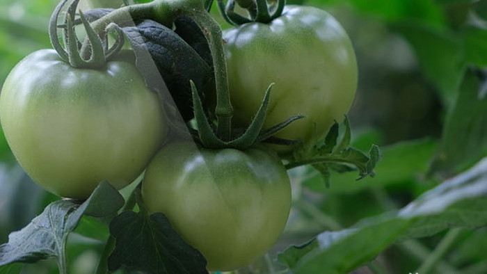 高清实拍新品种水果西红柿