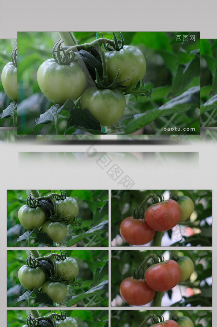高清实拍新品种水果西红柿