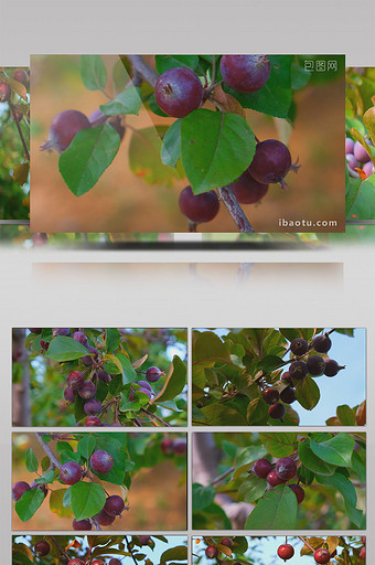 丰收果实八角海棠果紫色果子果园硕果累累图片
