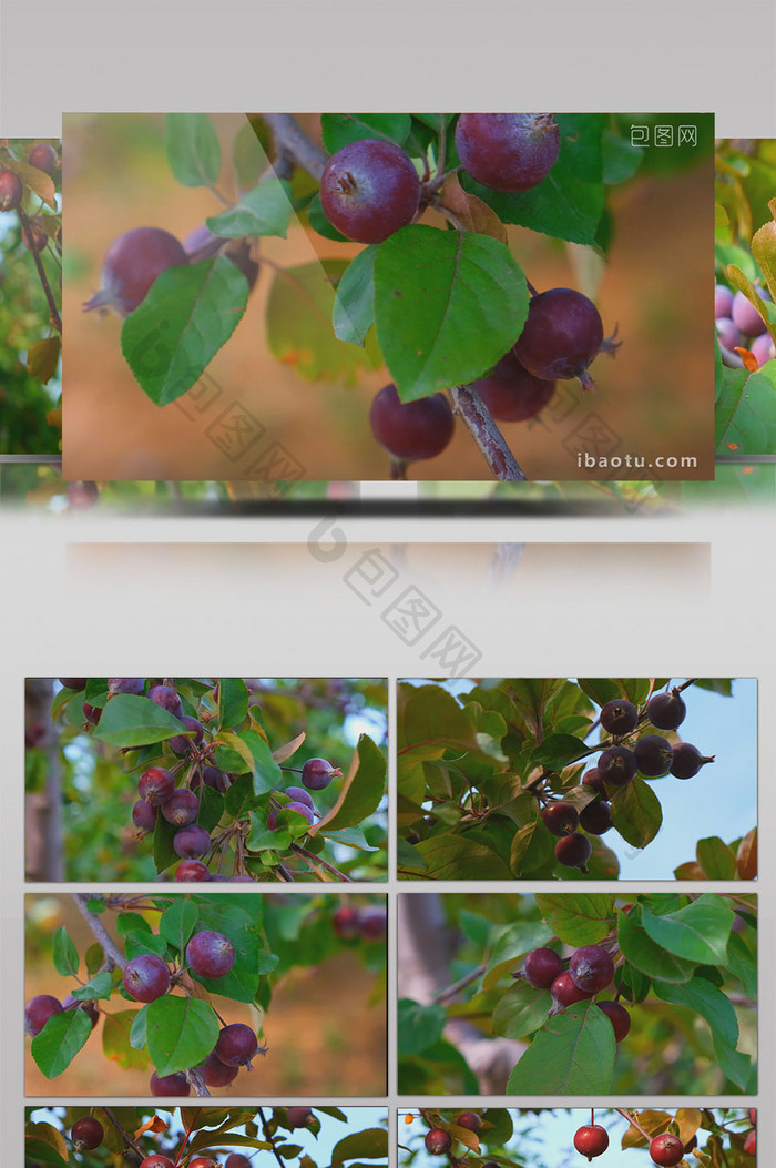 丰收果实八角海棠果紫色果子果园硕果累累