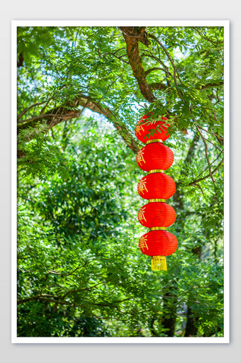 节日大红灯笼热闹绿色摄影图图片