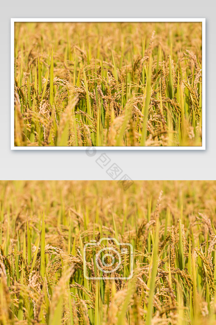 金黄水稻丰收摄影图片