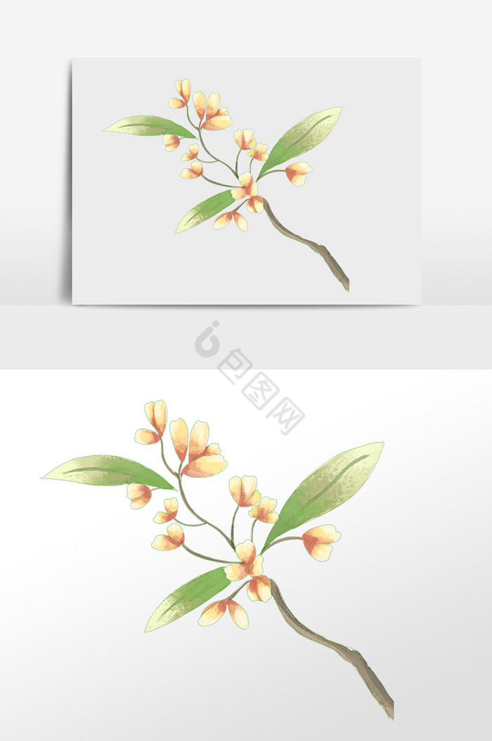 植物桂花树枝插画