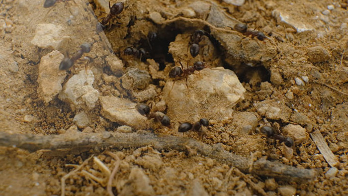 微距拍摄蚂蚁蚁群树干树皮工蚁微观世界