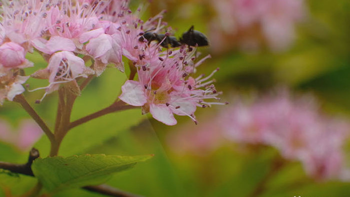 唯美微距放大特写震撼花朵植物蚂蚁采蜜花蕊