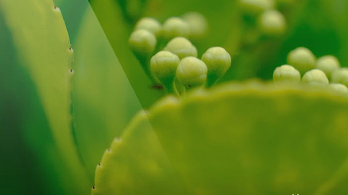 唯美清新植物发芽青涩果实未成熟环保自然