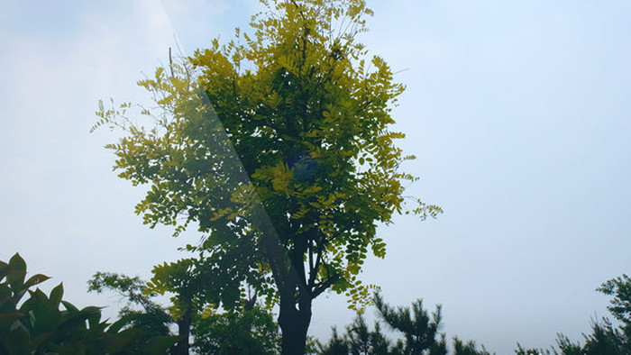 清新唯美自然美景草丛花丛玉兰树野花野草