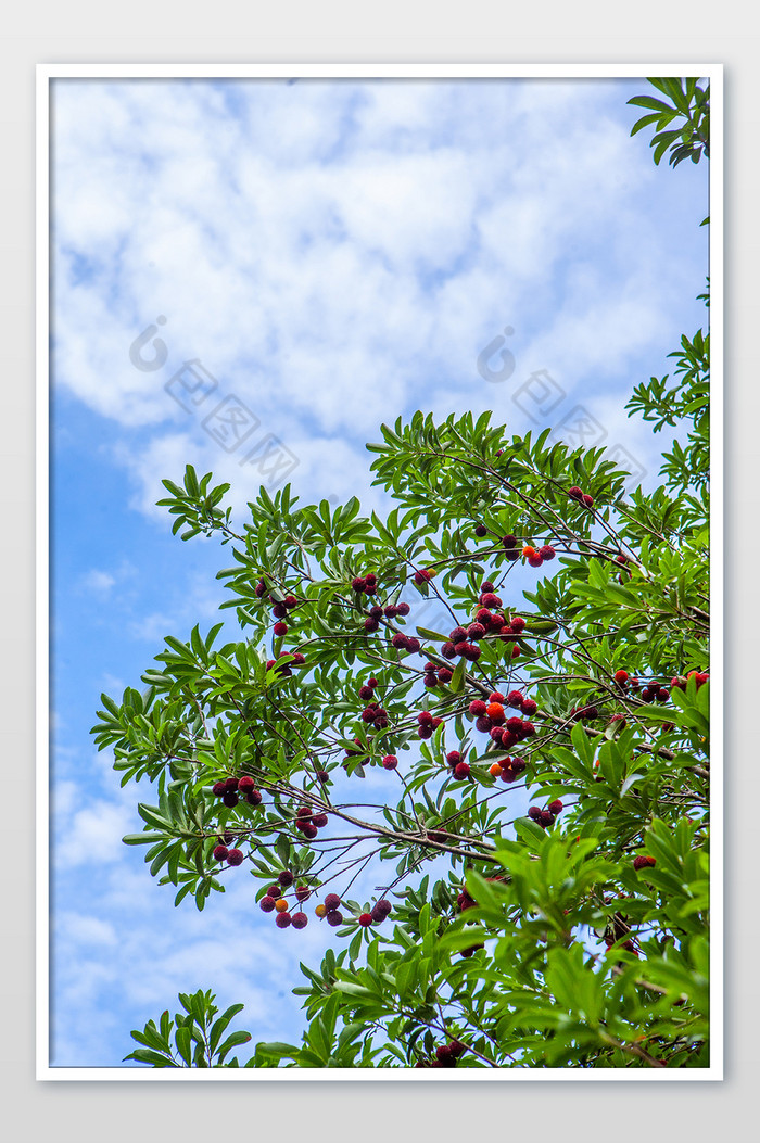 包圖 夏至 >夏至水果紅豔楊梅樹清爽微距營養高清攝影