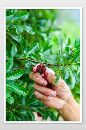 农活劳作摘杨梅夏至水果手部
