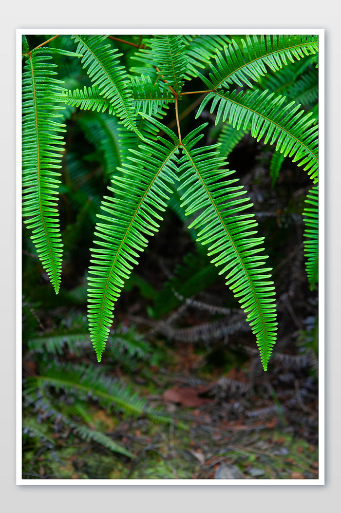 蕨类植物绿色夏日夏天清爽叶子摄影图图片图片