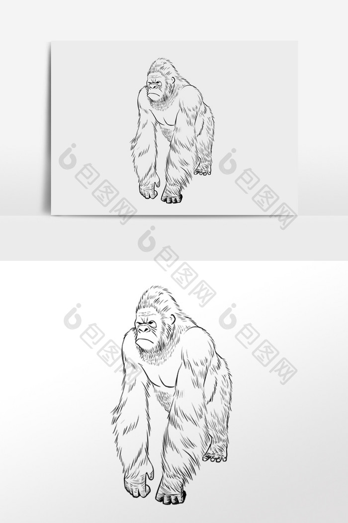 手绘线描线稿野生动物猩猩插画