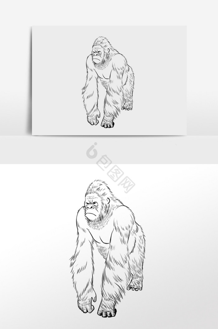 线描线稿野生动物猩猩插画图片