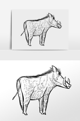 线描线稿野生动物疣猪插画