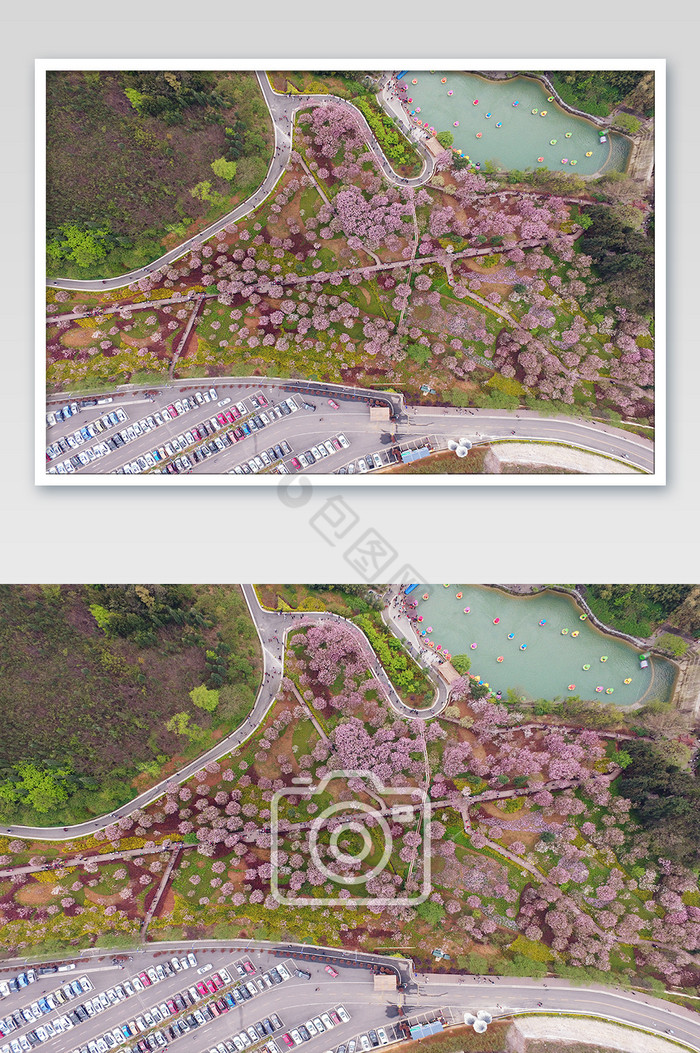 垂直航拍樱花林摄影图片