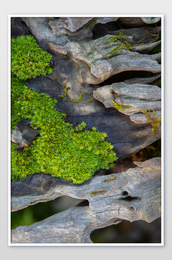 夏季暑假度假旅游清新苔藓造景摄影图图片