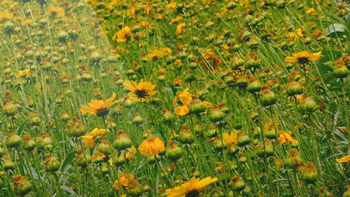 唯美黑心金光菊鲜花花海漫山遍野遍地野花