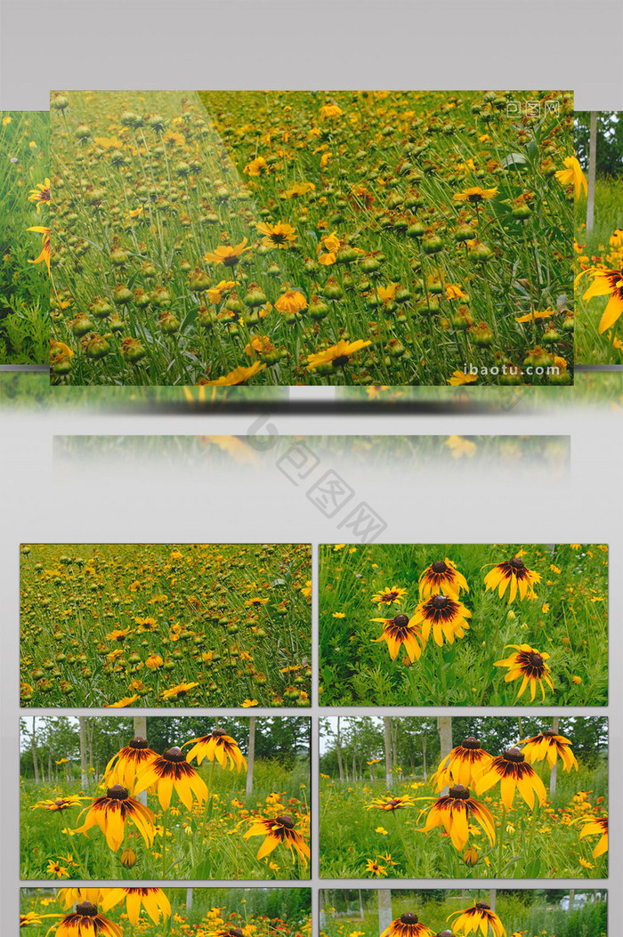 唯美黑心金光菊鲜花花海漫山遍野遍地野花