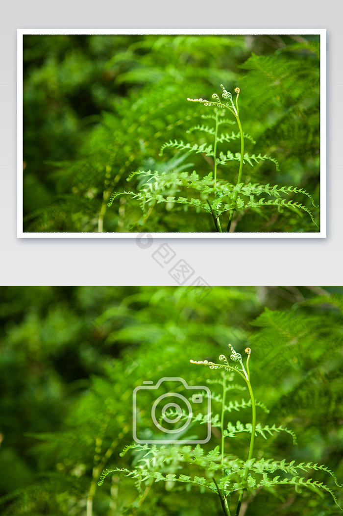 桌面背景蕨类植物绿色夏天清新摄影图图片图片