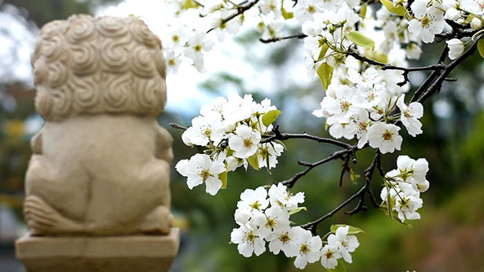 中国风千山中会寺梨花高清视频