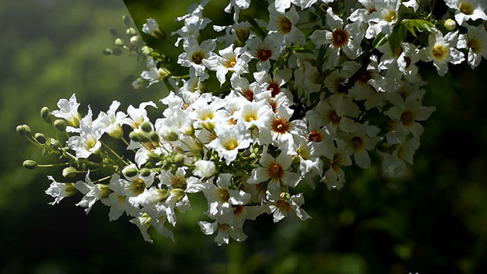 一组白色花朵集合高清视频