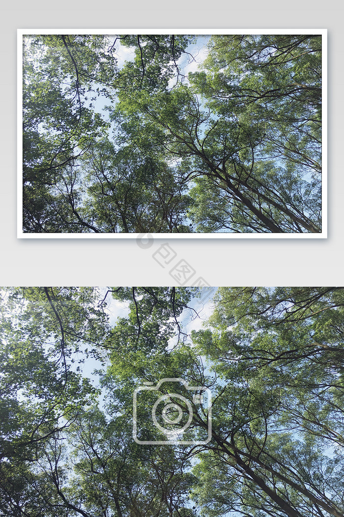 参天树木摄影图片