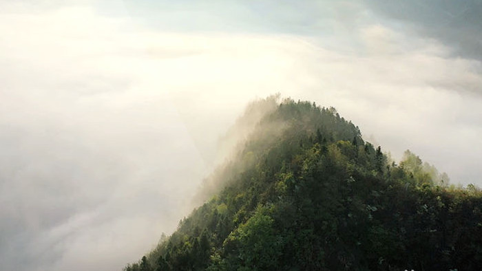 航拍大气黄山日出薄雾云海苍山大树