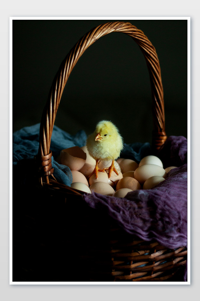 小鸡仔破壳鸡蛋摄影图片