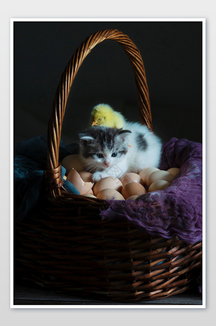 猫咪和小鸡仔鸡蛋上玩耍摄影图片图片